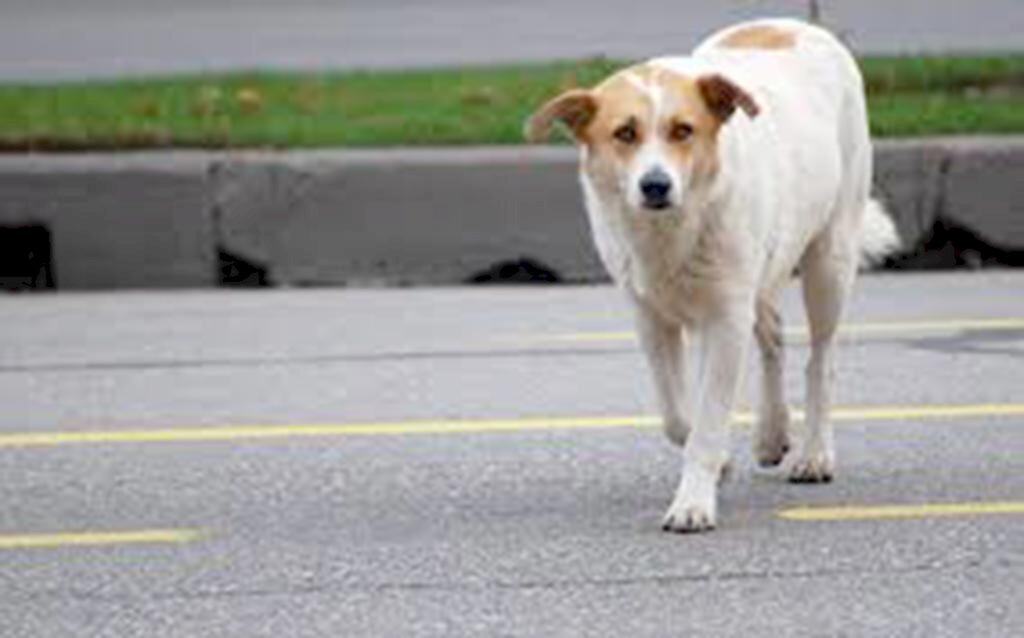 PREFEITURA DE TORRES TEM FONE DE PLANTÃO PARA ATENDIMENTO  DE ANIMAIS DE RUA