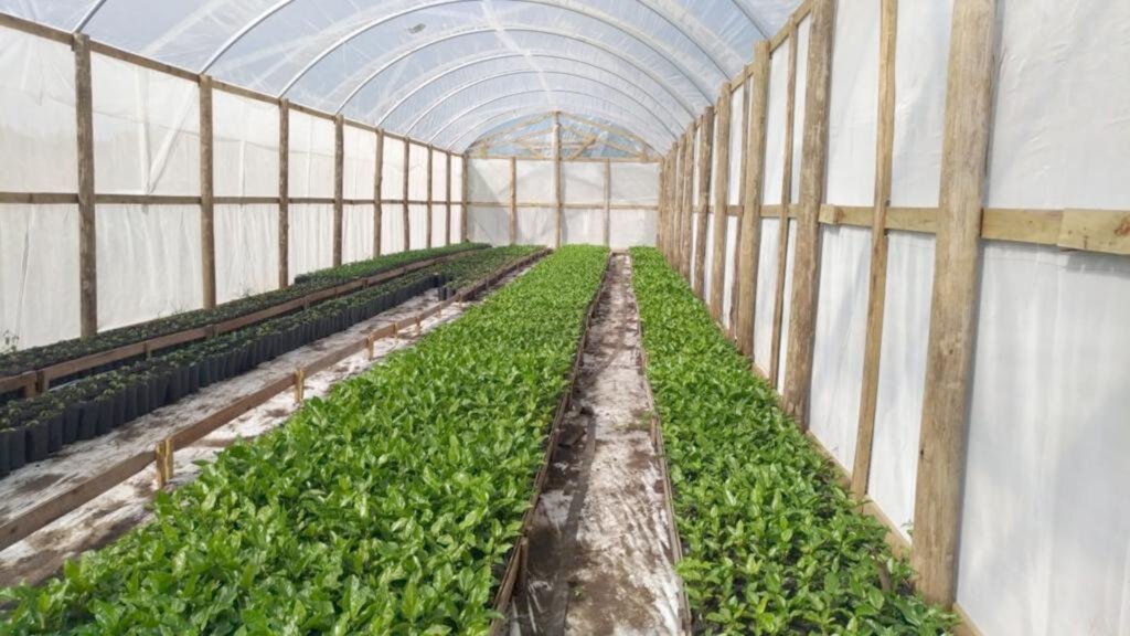 Cliciana Bertoldi) - Viveiro de produção de mudas, com pé-direito alto (mín. 3m) e tela  conforme a legislação.