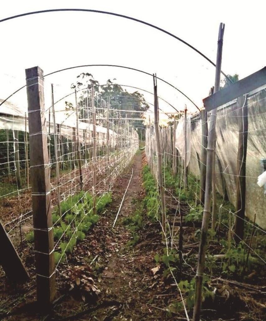 VENTO TRAZ PREJUÍZOS AOS AGROECOLOGISTAS