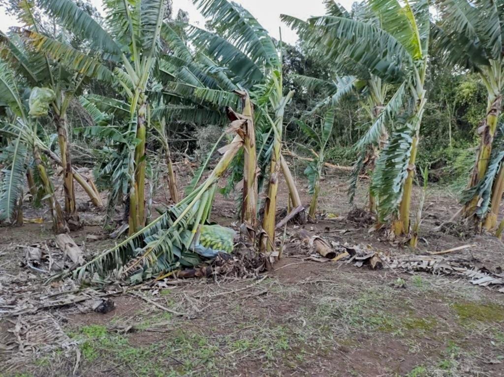BANANICULTORES FORAM OS MAIS PREJUDICADOS COM CICLONE EXTRATROPICAL EM PRAIA GRANDE