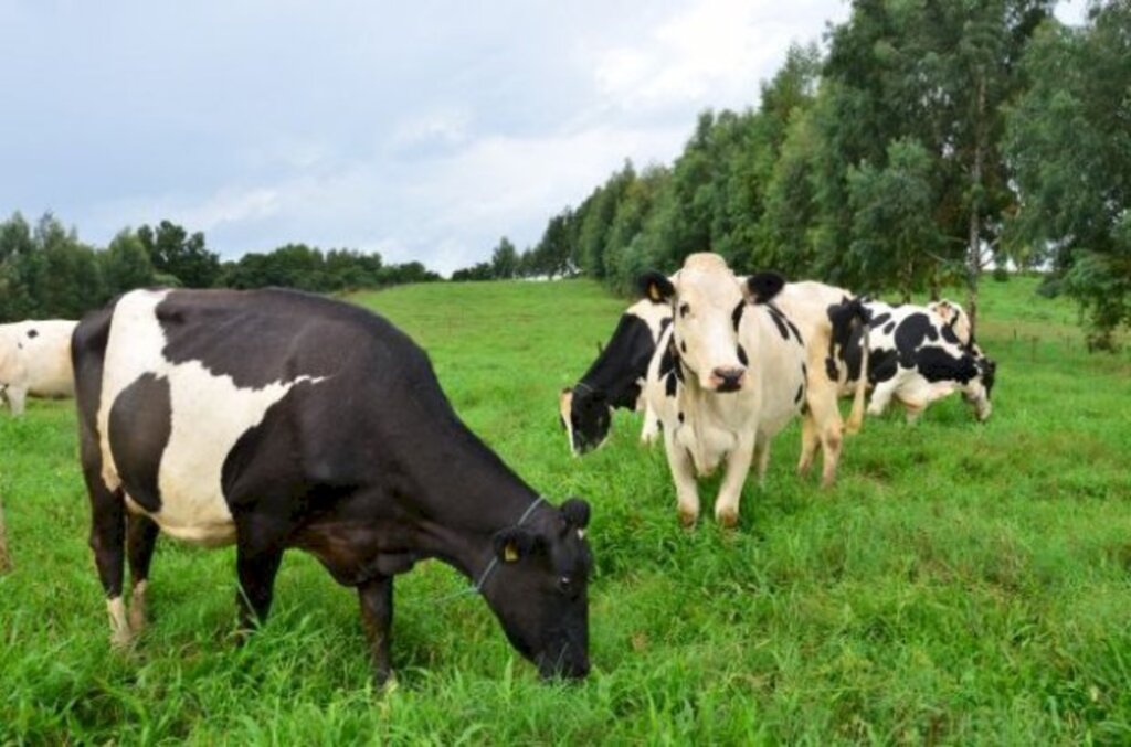 Divulgação/ Epagri - 