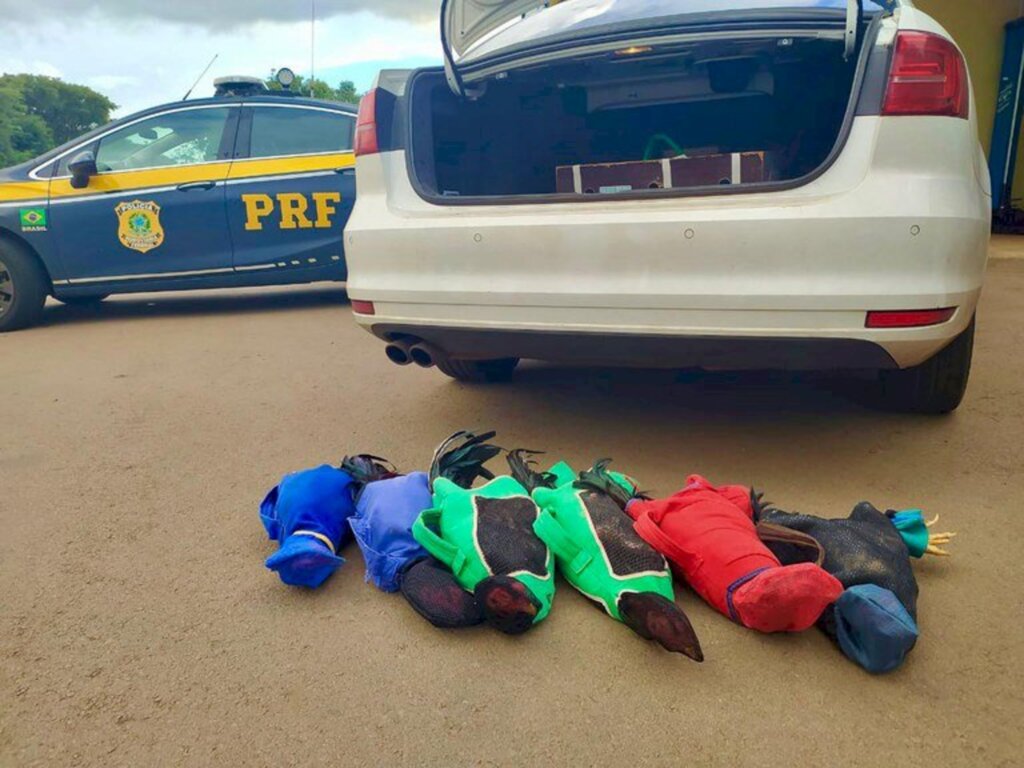 Polícia Rodoviária Federal:Divulgação - 