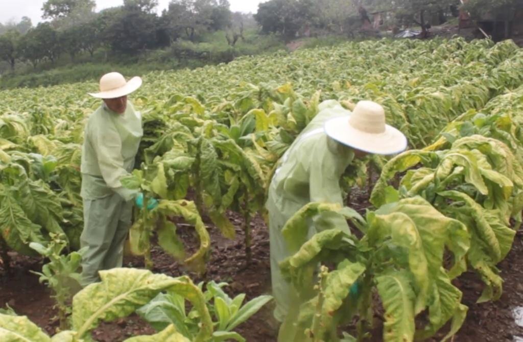 ENTIDADES E EMPRESAS INICIAM  NEGOCIAÇÃO DO PREÇO DO TABACO