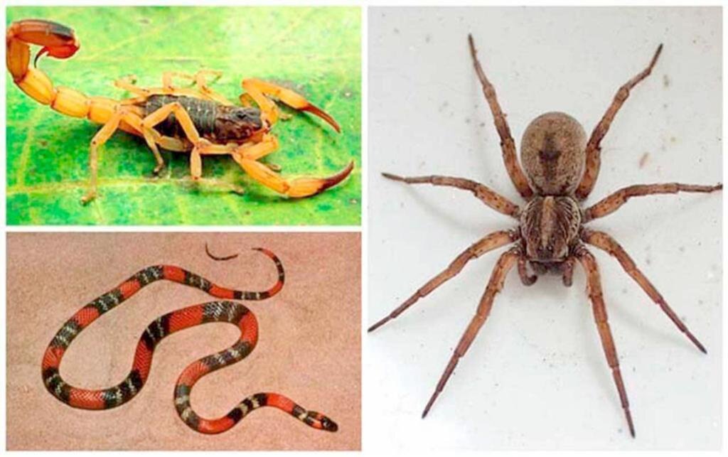 NÚMERO DE ACIDENTES COM ANIMAIS PEÇONHENTOS AUMENTA NO VERÃO