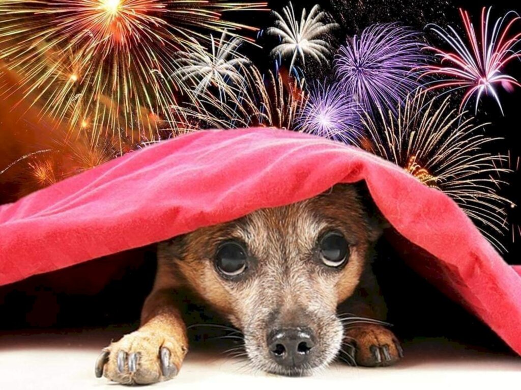 5 DICAS PARA ACALMAR E DAR SEGURANÇA AOS PETS DURANTE OS FOGOS NAS FESTAS DE FINAL DE ANO