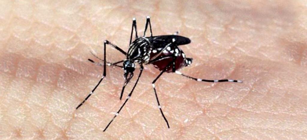SANTA CATARINA SE PREPARA PARA A SEMANA DE MOBILIZAÇÃO CONTRA O AEDES AEGYPTI