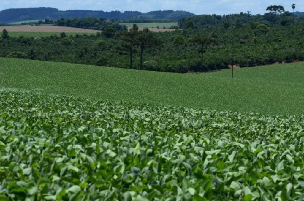 Arquivo / Secom - O herbicida é usado em cultivos de soja (foto), milho, maçã, batata e arroz