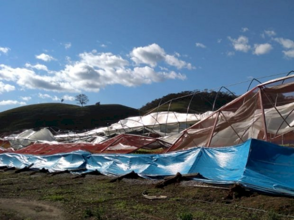 Divulgação / Arquivo / Epagri - Prejuízos em uma lavoura de São Pedro de Alcântara