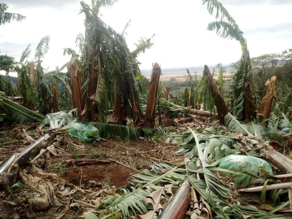 BANANICULTORES SOFREM COM DESTRUIÇÃO CAUSADA PELO CICLONE BOMBA  EM MORRINHOS DO SUL