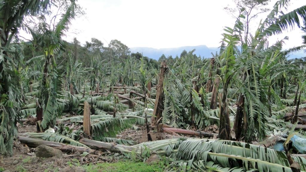 MUNICÍPIO DE MAMPITUBA TERÁ PERDA DE 80% NA PRODUÇÃO DE BANANA DEVIDO AO CICLONE BOMBA