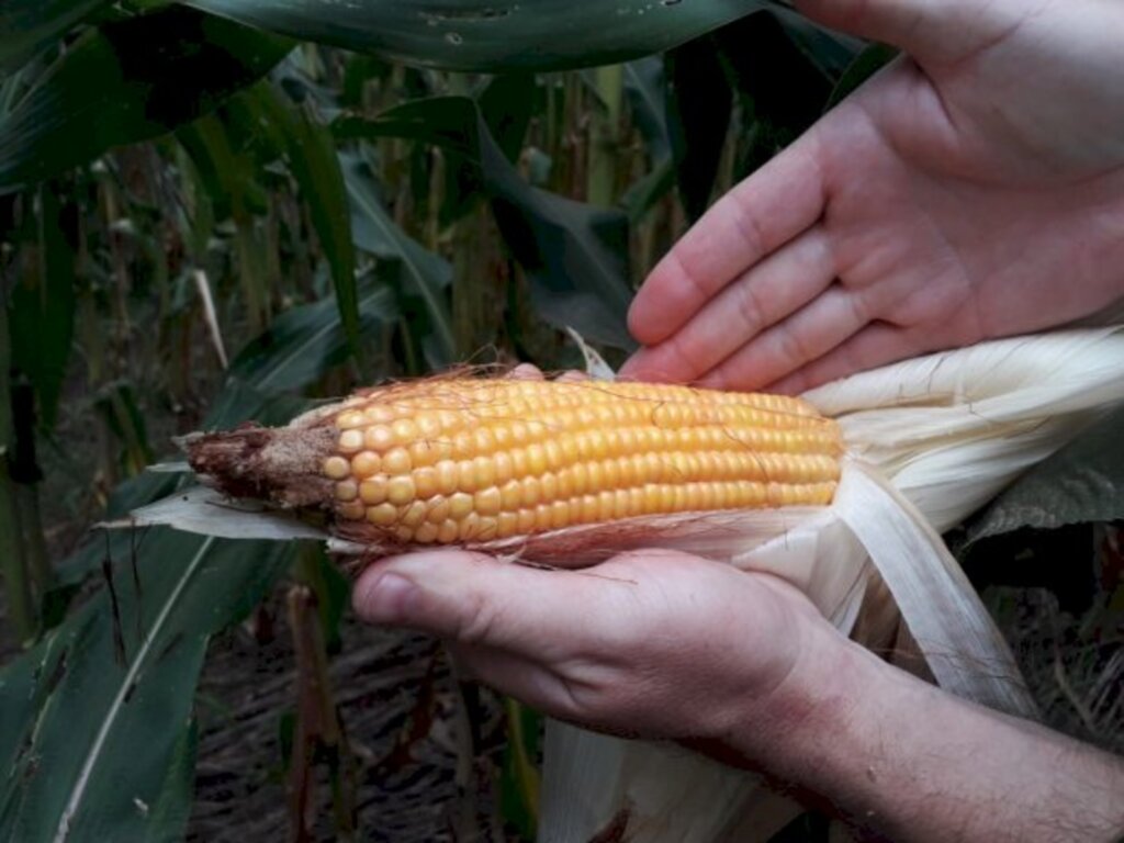 Divulgação / Arquivo / SAR - Medida beneficia 863 agricultores catarinenses que tiveram prejuízos com a estiagem
