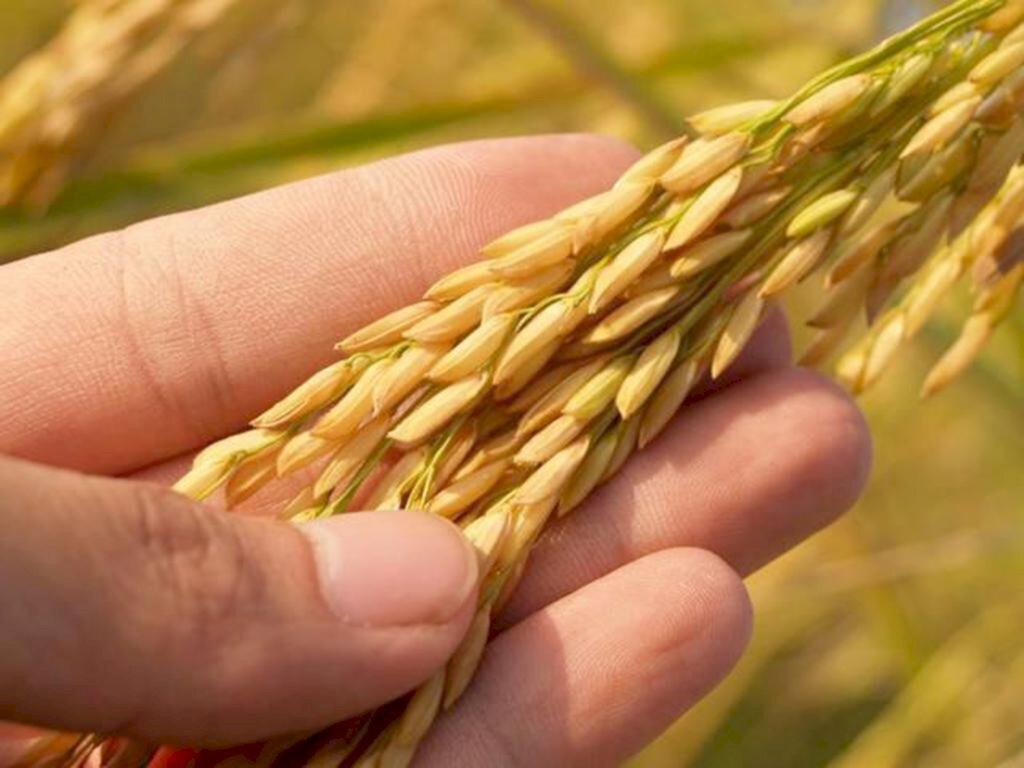 Fonte: Cepea. - 