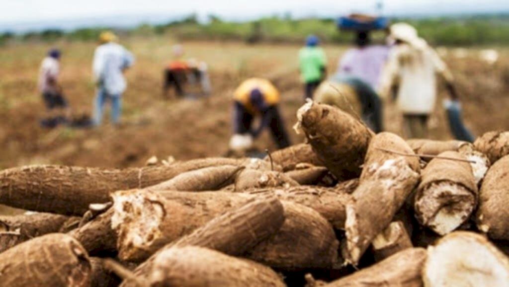 MANDIOCA: REGIÃO SE DESTACA PELA QUANTIDADE E QUALIDADE PRODUZIDA
