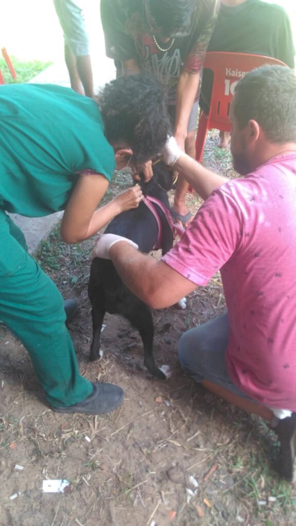 VETERINÁRIOS DA PREFEITURA DE TORRES ATENDEM ANIMAIS CARENTES