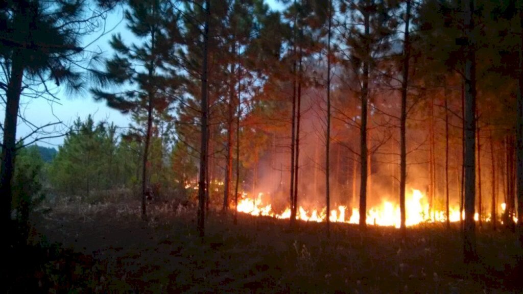 INCÊNDIO É REGISTRADO EM PASSO DE TORRES