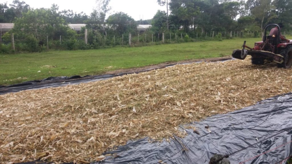 SETOR DA AGRICULTURA REALIZA PRODUÇÃO DE SILAGEM DE MILHO PARA AUXILIAR OS PRODUTORES RURAIS DAS NOSSAS LOCALIDADES