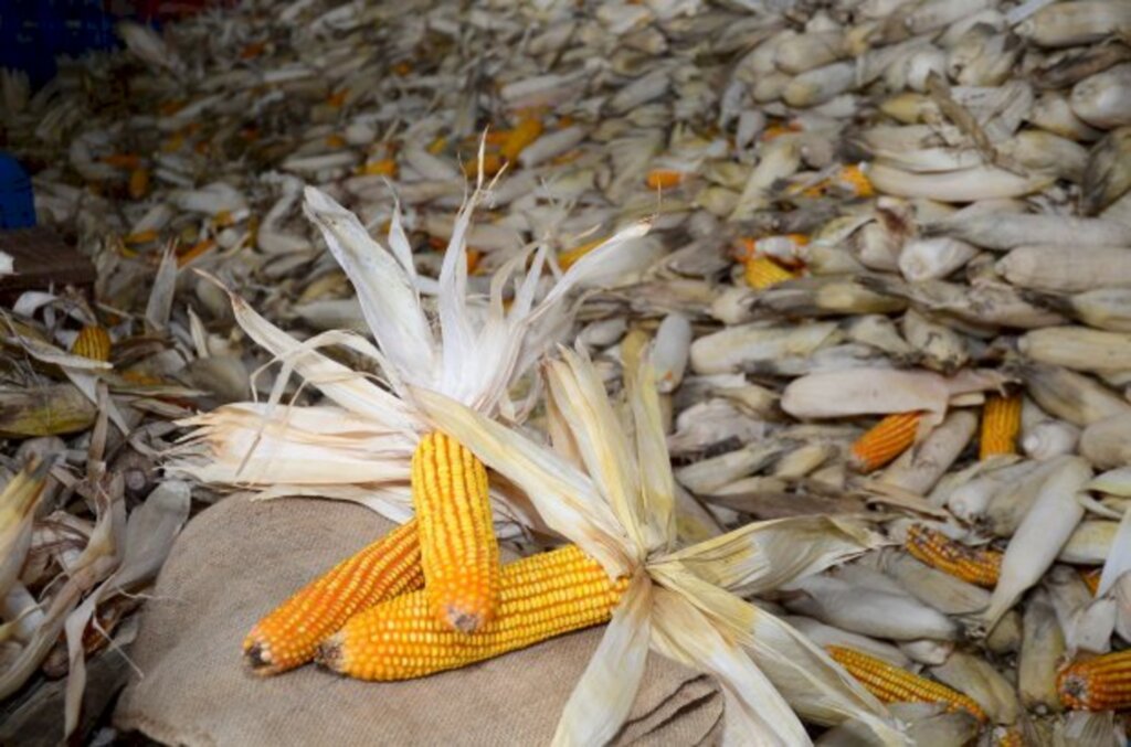 MILHOS DESENVOLVIDOS PELA EPAGRI RESISTEM À ESTIAGEM E GANHAM CONFIANÇA DOS AGRICULTORES