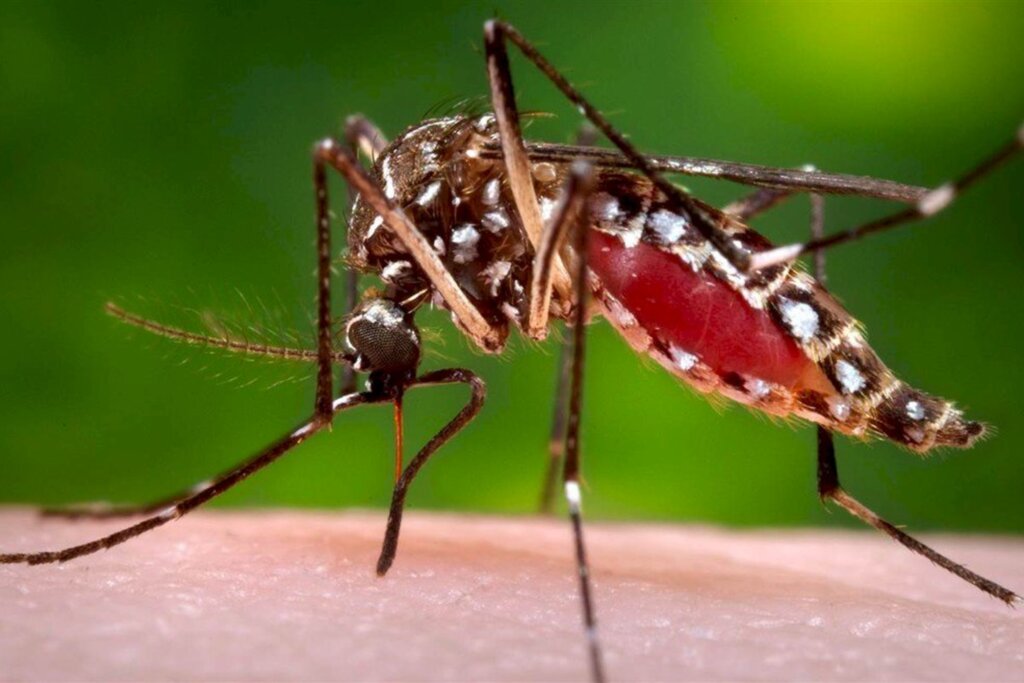 NÚMEROS DA DENGUE DISPARAM NO BRASIL NESTE COMEÇO DE ANO