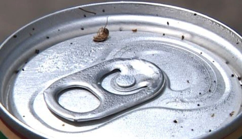 Foto: Reprodução/EPTV - 