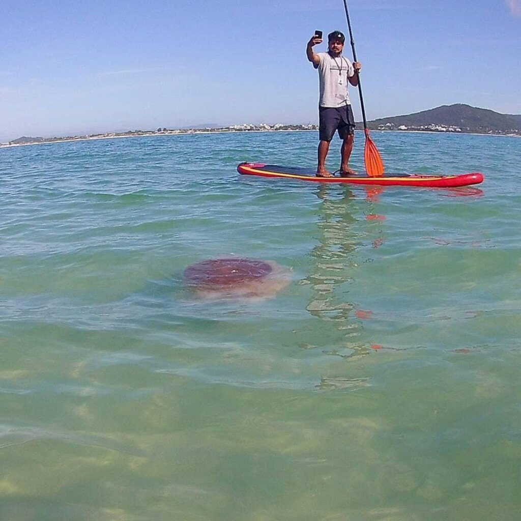 MEDUSA GIGANTE RARA É VISTA NA ILHA DO CAMPECHE, EM FLORIANÓPOLIS