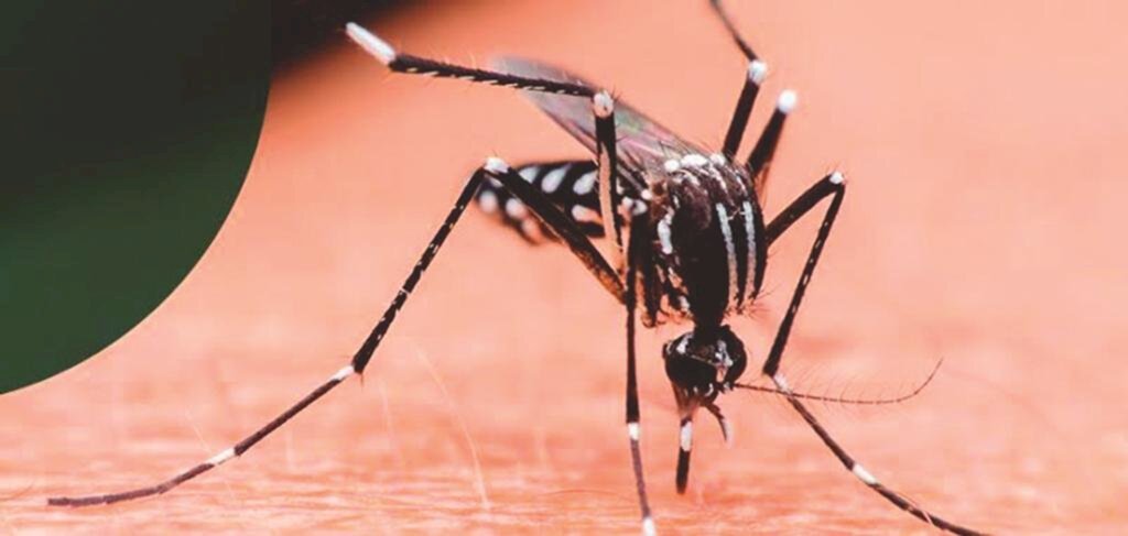 VERÃO - HORA DE  REDOBRAR OS CUIDADOS COM O AEDES AEGYPTI