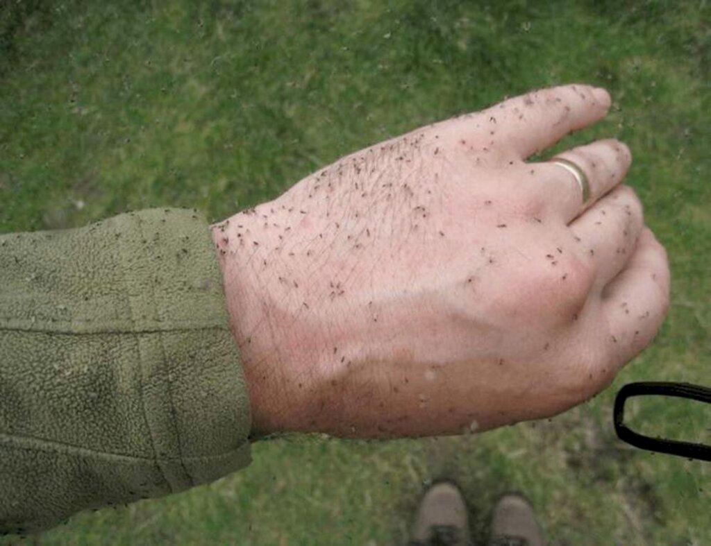 PREFEITURA DE MAMPITUBA  REPASSA INFORMAÇÕES  SOBRE O MOSQUITO PÓLVORA