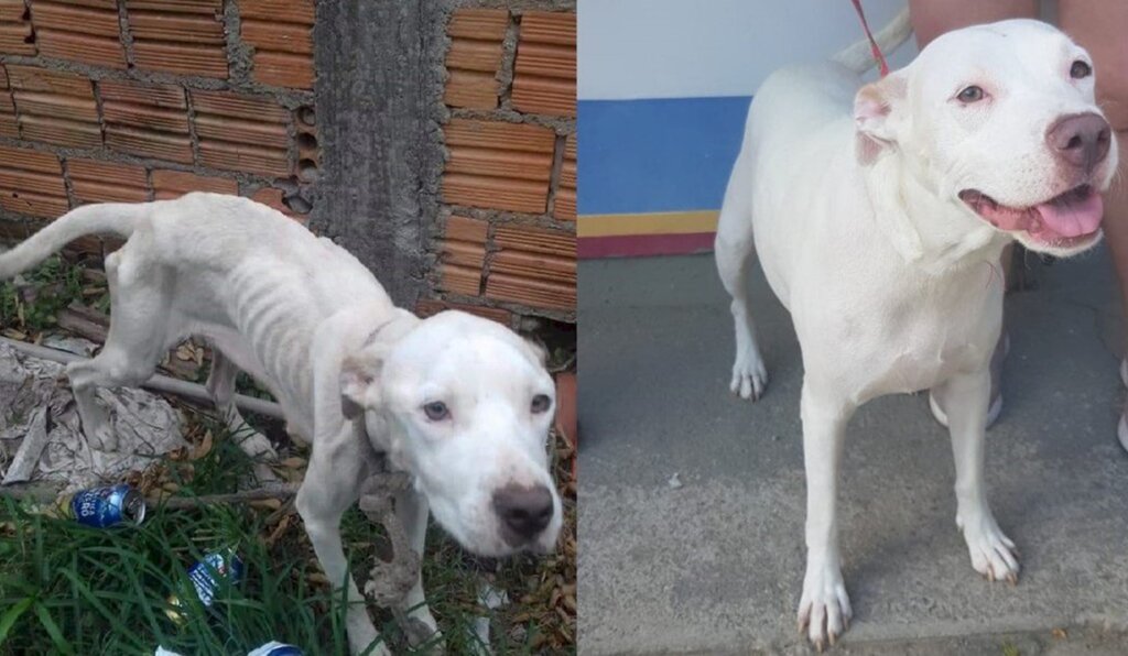 Divulgação/Prefeitura de Florianópolis - Cadela Anja foi resgatada em situação extrema de maus-tratos em Florianópolis.