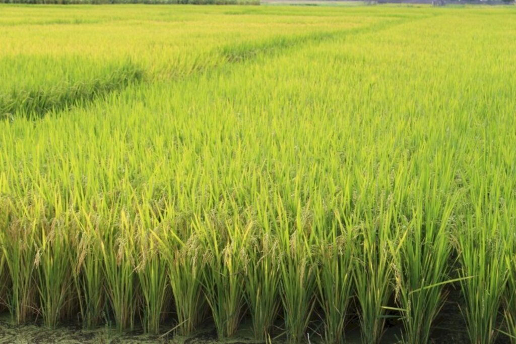 ABERTURA OFICIAL DO PLANTIO DA SAFRA DE ARROZ SERÁ NESTA SEMANA