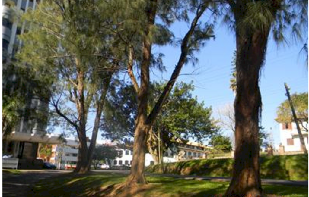 PREFEITO SANCIONA LEI QUE ELIMINA LICENÇA PARA CORTE DE ÁRVORES EXÓTICAS EM TERRENOS PARTICULARES