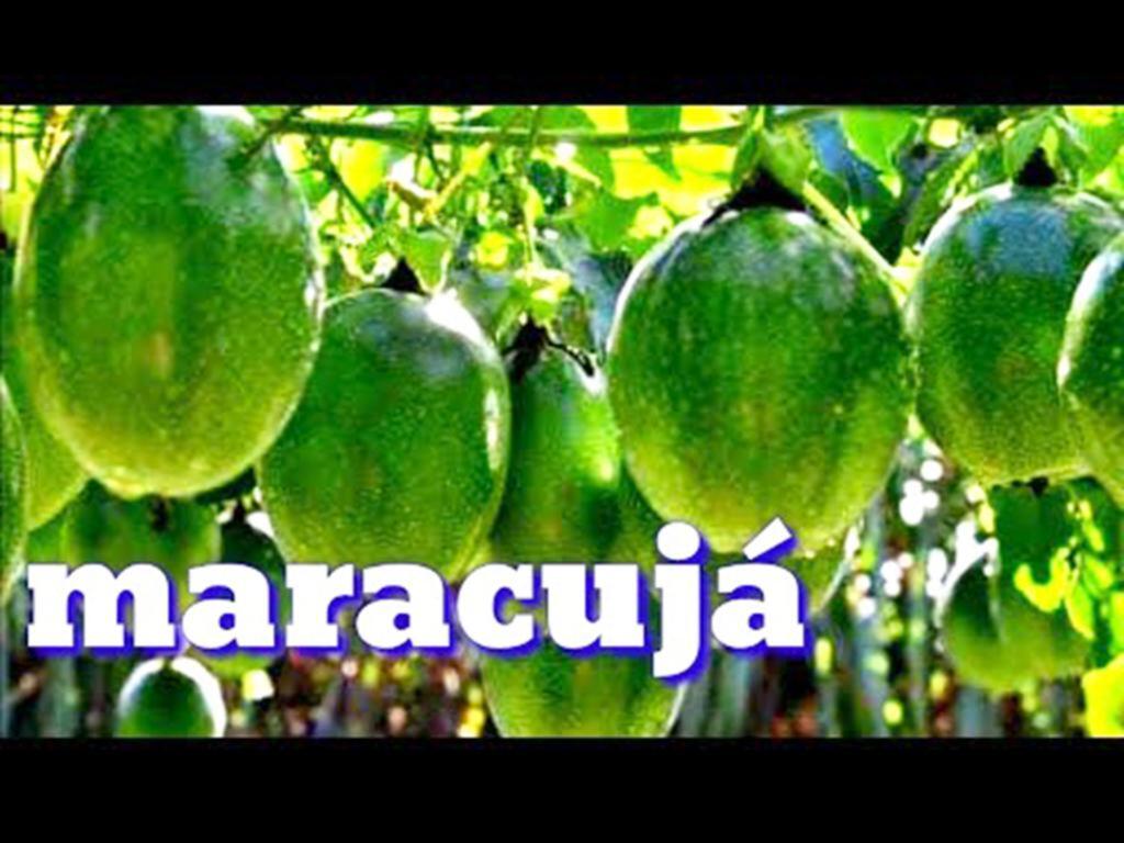 EPAGRI E PREFEITURA MUNICIPAL  DE PRAIA GRANDE REALIZARÃO SEMINÁRIO SOBRE A CULTURA DO MARACUJÁ