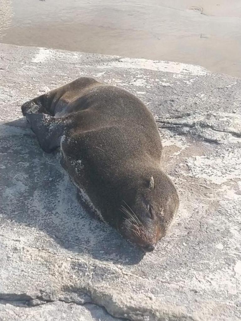 LOBOS E LEÕES MARINHOS COMEÇAM A SER  AVISTADOS NAS PRAIAS DE TORRES