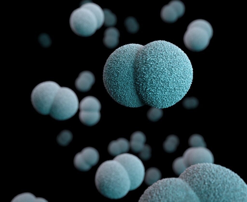 CDC - Ilustração baseada em observações com microscópio eletrônico mostra a bactéria Neisseria meningitidis, que causa a meningite meningocócica