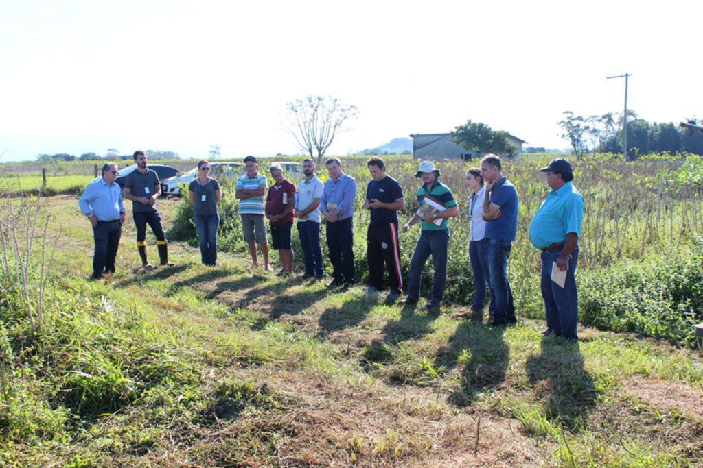 DIA DE CAMPO DA CULTURA DA MANDIOCA