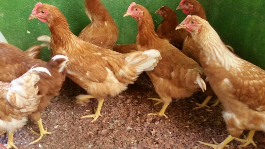 TJ OBRIGA MUNICÍPIO DE ARARANGUÁ A PROMOVER INTERNAÇÃO DE IDOSA QUE VIVIA ENTRE CÃES E GALINHAS