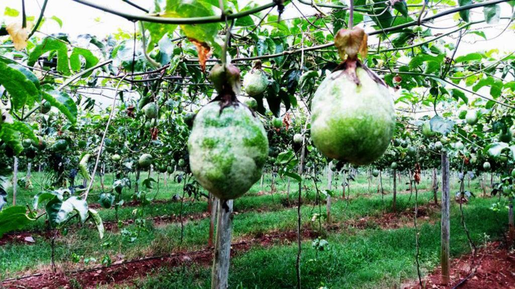 SEMINÁRIO EM TORRES SOBRE O VAZIO SANITÁRIO SINCRONIZADO DA CULTURA DO MARACUJÁ AMARELO AZEDO