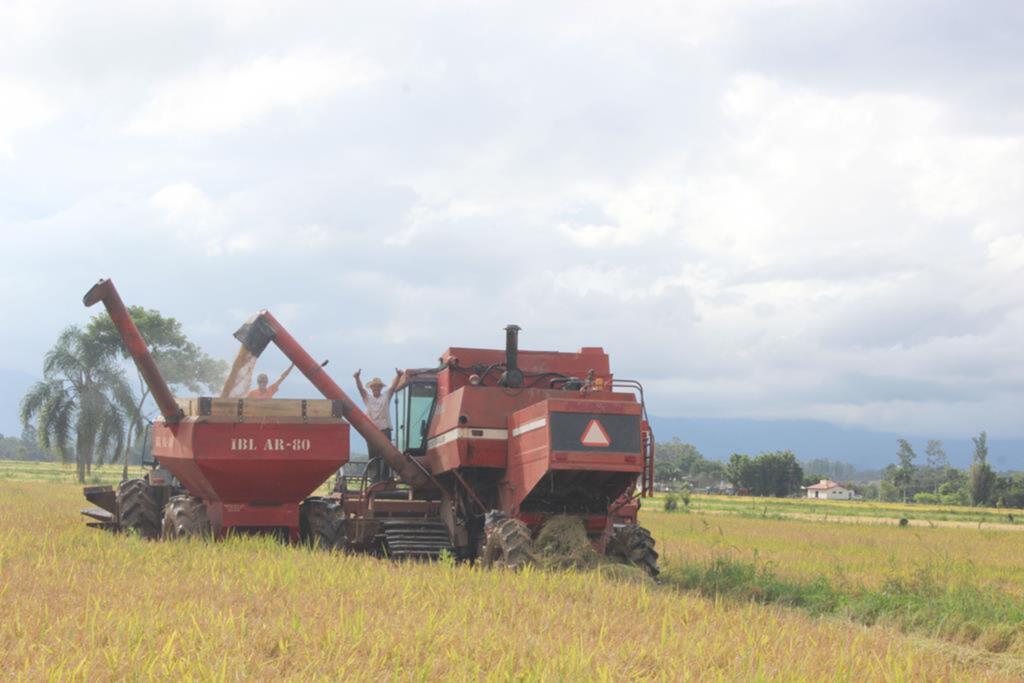 COMEÇA A COLHEITA DO ARROZ NA REGIÃO