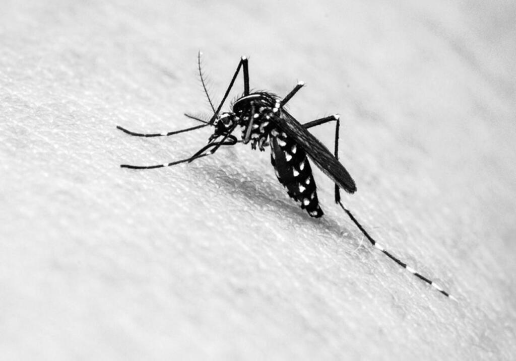 SECRETARIA DE SAÚDE  ALERTA PARA OS CUIDADOS COM O AEDES AEGYPTI
