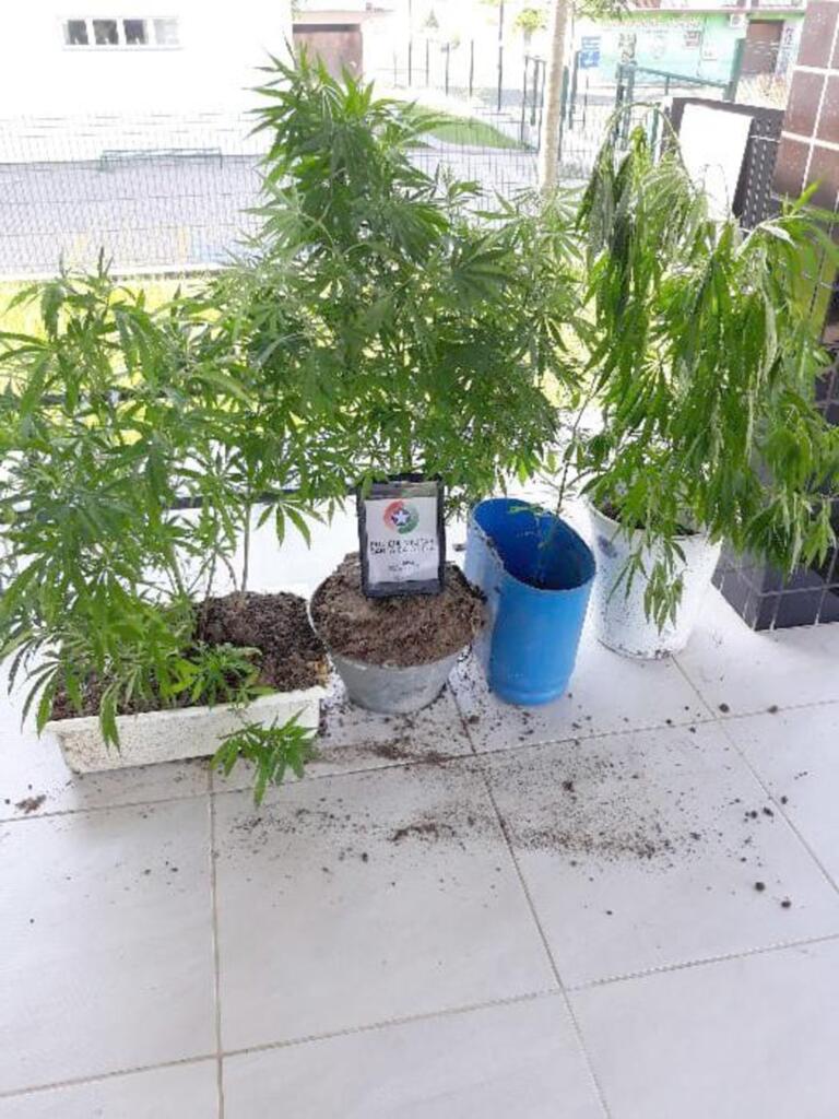 POLÍCIA PRENDE  INDIVÍDUO COM PÉS DE MACONHA EM CASA