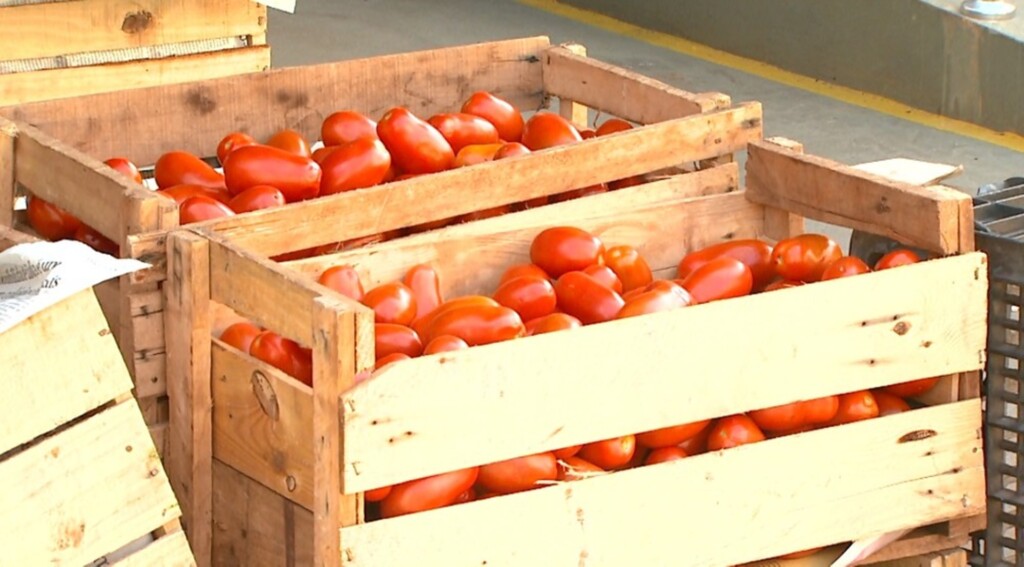 Valdinei Malaguti/EPTV - Capital catarinense apresentou o maior aumento no valor do preço do tomate em 12 meses