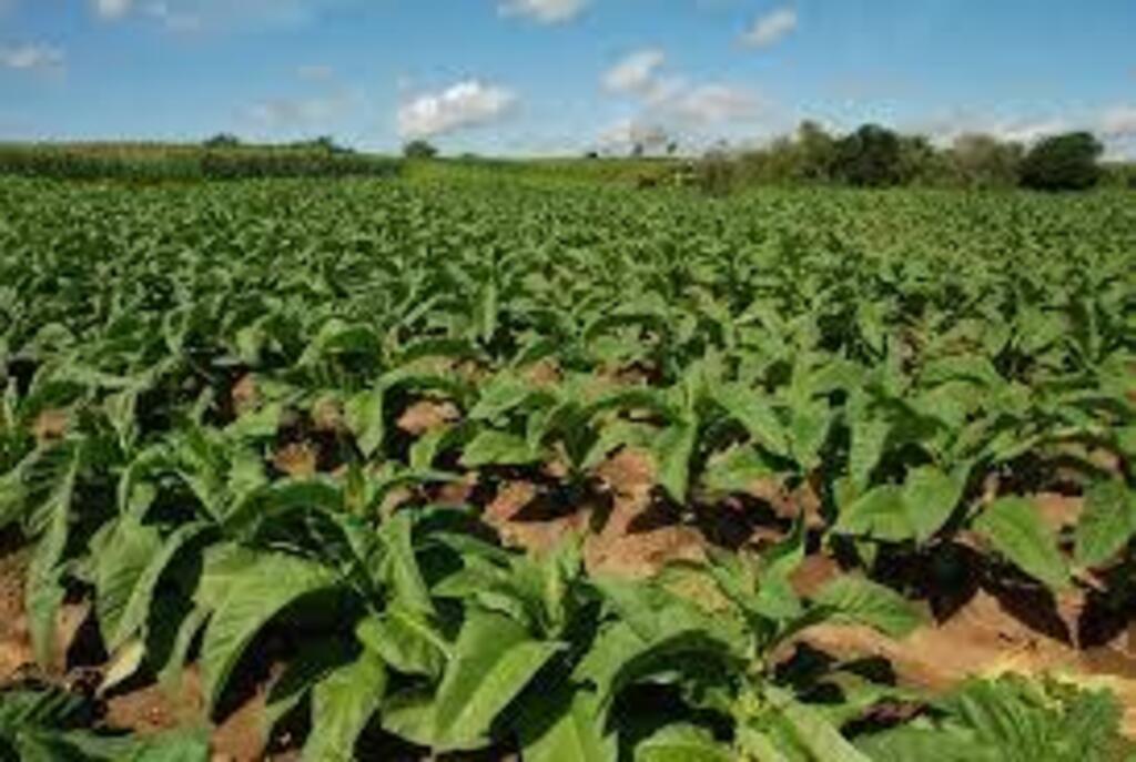 Produtores de tabaco faturaram R$ 190,7 milhões com produção de outras culturas