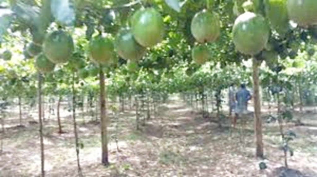 PARA PROTEGER A CULTURA DO  MARACUJÁ, PRODUTORES TORRENSES DEVEM CUMPRIR O VAZIO SANITÁRIO