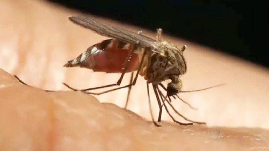LANÇADA A CAMPANHA 'É O FIM DA PICADA' PARA AMPLIAR O COMBATE AO MOSQUITO BORRACHUDO