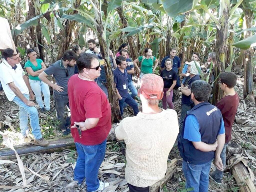 EMATER/RS E EMBRAPA REALIZAM AÇÃO CONJUNTA NA PRODUÇÃO DE BANANA