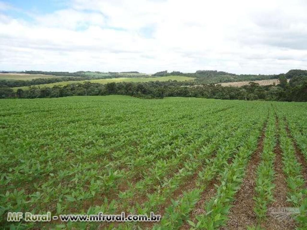 NOVO APLICATIVO CONCENTRA INFORMAÇÕES DO SETOR AGROPECUÁRIO CATARINENSE