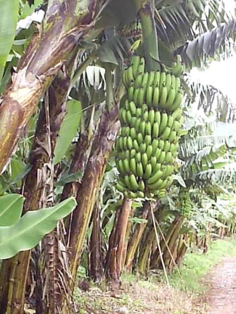 SEMINÁRIO REGIONAL  DA BANANA SERÁ REALIZADO EM MORRINHOS DO SUL