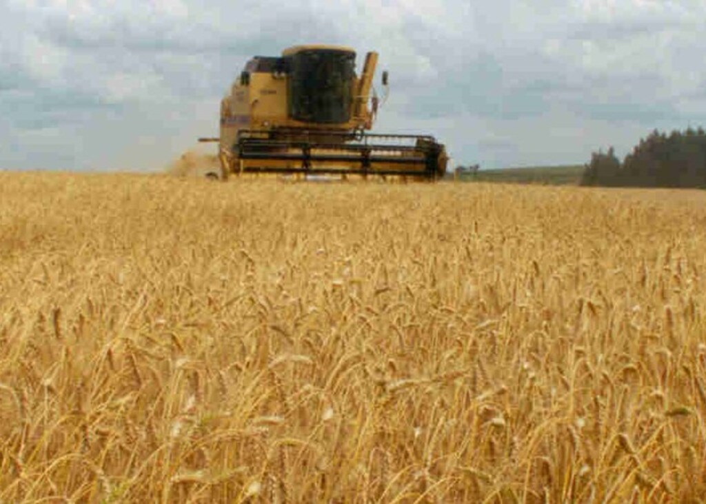 SILAGEM DE TRIGO: UM ALIMENTO NOBRE PARA O GADO