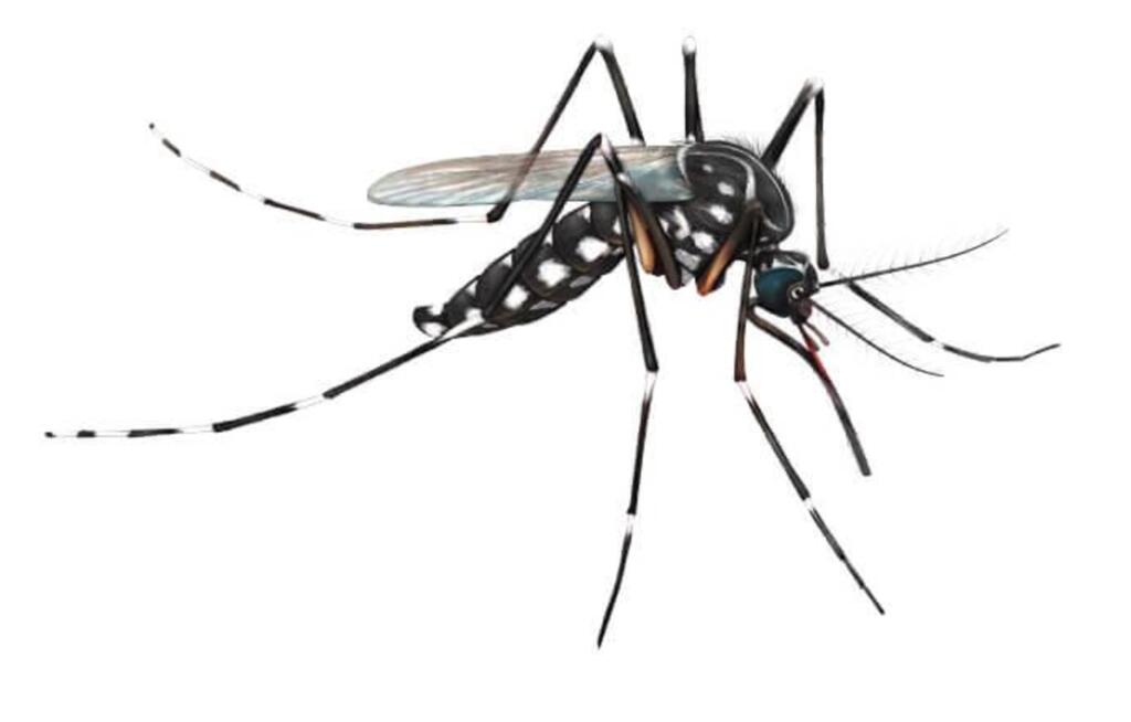 SECRETARIA DE SAÚDE DIVULGA NÚMERO DE FOCOS DE MOSQUITO AEDES AEGYPTI EM BAIRROS