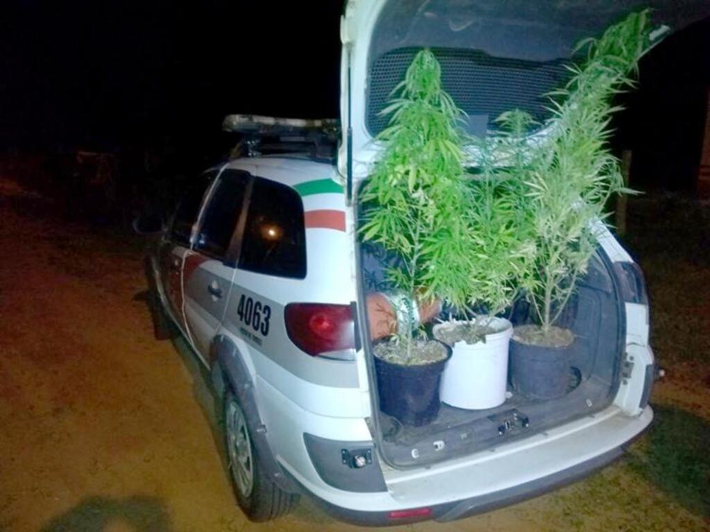 PÉS DE MACONHA GERAM  TERMO CIRCUNSTANCIADO