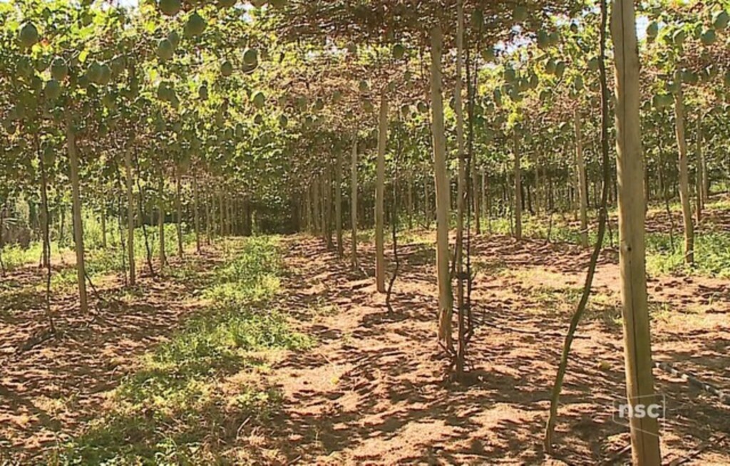  - Doença é transmitida rapidamente pela proximidade dos pés (Foto: NSC TV/Reprodução )