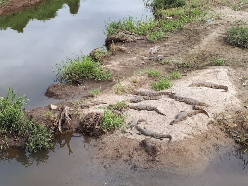  - Orientação é que moradores não se aproximem de jacarés (Foto: Eveline Poncio/NSC TV )